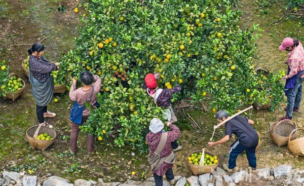 开云kaiyun登录入口面临原有橘园品种老化、亩产不高的逆境-开云kaiyun登录入口登录APP下载「中国」官方网站