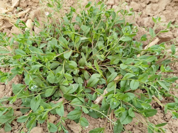 开云体育\"在这个万物生发的季节-开云kaiyun登录入口登录APP下载「中国」官方网站