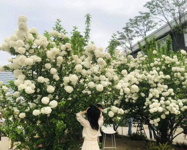 开云登录入口登录APP下载(中国)官方网站木本绣球算作特色品种-开云kaiyun登录入口登录APP下载「中国」官方网站